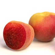 Ben-Dor_ColoredApricots150dpi_RGB_01_8ce889184b