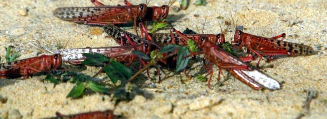 Heuschrecken