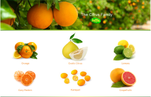citrus-il