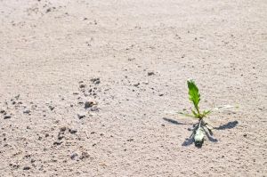 Drought in a  fishpond ner Maayan Tzvi