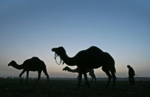 A Bedouin man walks behind camels near an unauthorized village in the northern Negev Desert March 23..