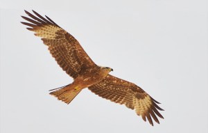 Bussard im nördlichen Negev, Israel. (© Matthias Hinrichsen) 