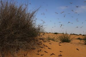 Heuschreckenplage (Symbolbild)