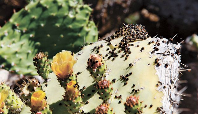 Marienkäfer "Ladybugs" bei iher schweren Arbeit zum Schutz der Sabras Photo by Ancho Gosh / Jini 