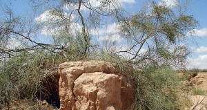 Tamarisken sollen israelischen Zügen als Sichtschutz gegen palästinesische Angreifer dienen. Foto: Michael Baranovsky / Wikipedia | CC-BY-SA 3.0