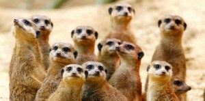 In einem Online-Video singen Erdmännchen die Hamas-Hymne.  Bild: dpa