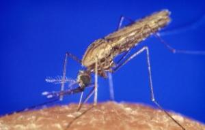 Malaria mosquito. [File] Photo: Wikimedia Commons