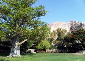 Ein-Gedi-Botanischer-Garten-Fabrizio-Comolli-550