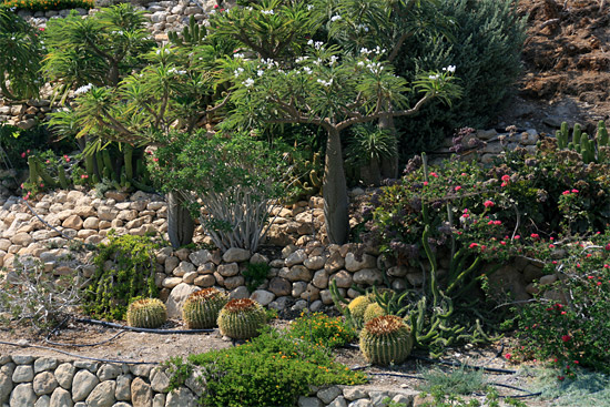 ein_gedi_bot_G_Fabrizio-Comolli-550-2