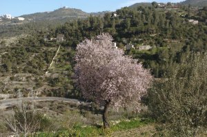 Almonds in the Sataf