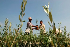 MIDEAST  PALESTINIANS