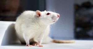 65118_65120_a0e1077ac0